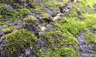 青苔用什么方法可以清除掉？ 青苔清除方法