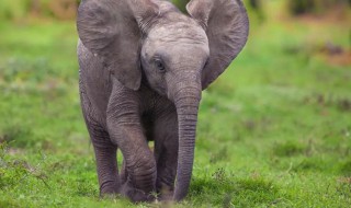 大象有什么寓意和象征啊 关于大象有啥寓意和象征啊