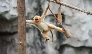 金丝猴为什么是国宝呢 金丝猴是国宝原因