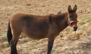 什么是骡子 骡子介绍