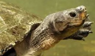 亚洲巨龟能长到多大 亚洲巨龟正常情况能长到多大