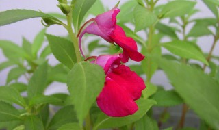 晒干的指甲花怎么染发 晒干的指甲花如何染发