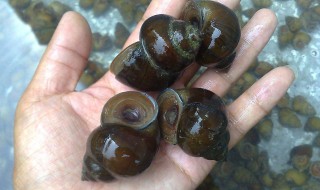 田螺怎么保存不会死 田螺保存方法