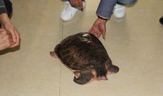 甲鱼是保护动物吗 甲鱼简介