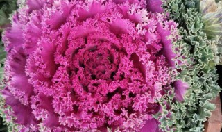 羽衣甘蓝可以冷冻保存吗 羽衣甘蓝能否冷冻保存