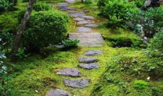 院子里的青苔怎么去除 去除院子里的青苔的方法介绍