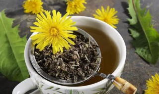 蒲公英怎样制成茶 如何做蒲公英茶