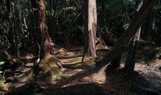 荒岛日记孤岛逃离方法 荒岛日记孤岛逃离方法介绍
