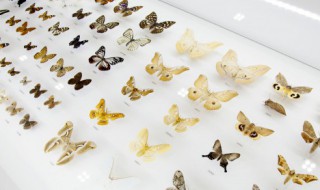 关于蝴蝶的古诗词 关于蝴蝶的古诗词是什么