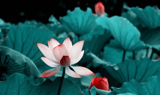关于荷的古诗 关于荷的古诗有哪些