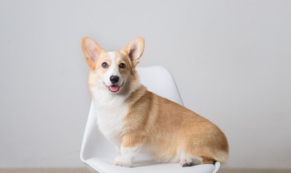 银花是什么动物 银花是狗对吗