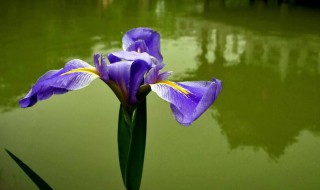 一花一叶一世界的意思 什么是一花一叶一世界