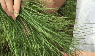 松针茶的药用价值 松针茶的药用价值有哪些