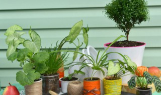 适合生长在弱光处的室内植物 适合生长在弱光处的几种室内植物