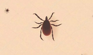 蜱虫不吸血的话能生存吗活几天 蜱虫不吸血的话能生存吗