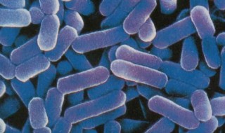 乳酸杆菌是什么意思 乳酸杆菌是什么