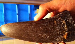 最新犀牛角鉴定方法 犀牛角如何鉴别