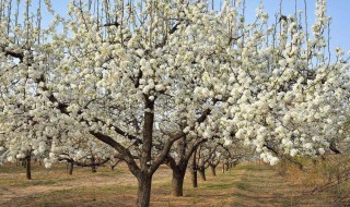 二年梨树冬季修剪 快来学习一下