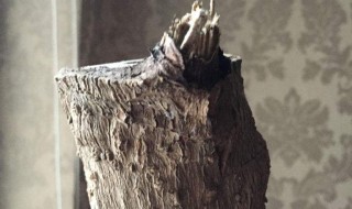 幸福树只剩一根棍了还能活吗 应该怎么养护呢