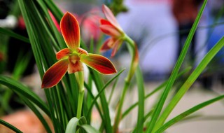 冬季可以给兰花喷水吗 现在你明白了吗