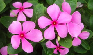 长春花冬季怎么扦插 教你4种扦插小妙招