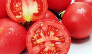 怎么种西红柿 原来是这么回事