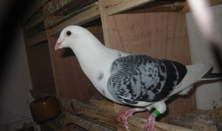 鸽子喜欢吃什么食物 来了解一下吧