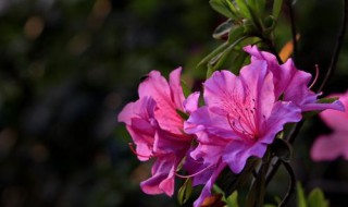 映山红下山桩怎么过冬 简单介绍一下