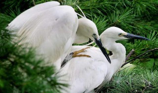 白鹭的长喙一般长多少宽多少 来看看具体的