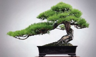 下山山松如何种 养殖山松下山桩的3个详细步骤