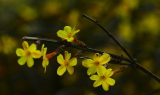 修剪迎春的口诀 怎样修剪迎春花