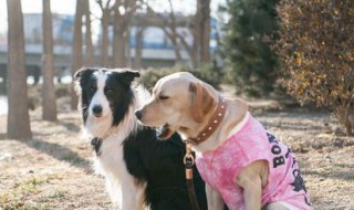 神犬小七三季大结局 大结局剧情如下