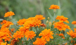 万寿菊什么时候播种 春夏播种最妥