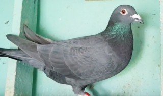 什么鸽子引天落 千万别养这两种