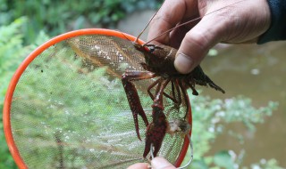 捕虾特效饵料配方 如何用配方引捕捉河虾