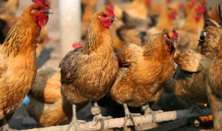 养鸡利润有多少大 一年能赚多少钱