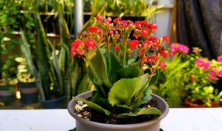 长寿花施肥方法 要注意什么