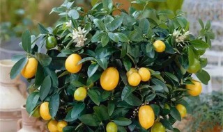 盆栽金桔几年结果 有什么要注意的