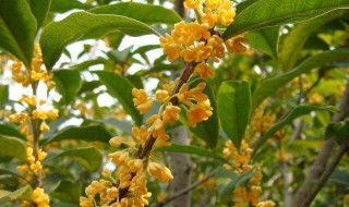 房前种什么树好 什么地方好