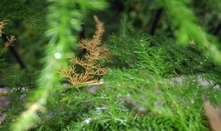 文竹可以浇啤酒吗 文竹可不可以浇啤酒