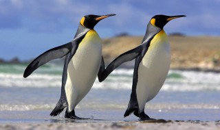 企鹅的翅膀用来做什么的 企鹅翅膀的作用