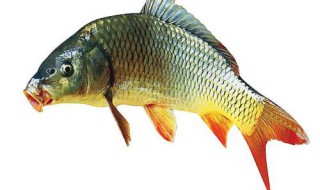 立冬后怎么钓鲤鱼 技巧有哪些