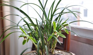 墨兰冬天怎么过冬 对温度有什么要求