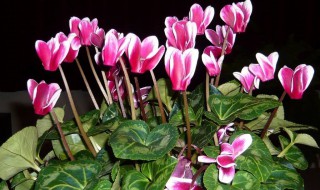 仙客来9月份可以浇水吗 浇多了会怎么样