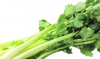 芹菜最晚的种植时间 希望对大家有所帮助