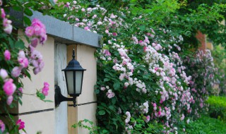 爬墙月季怎么养 需要注意这些内容