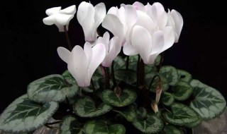 仙客来多久浇一次水 每个季节都一样吗