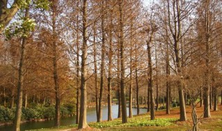 香楠树介绍 形态特征