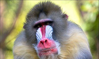 中国有山魈吗 山魈的介绍