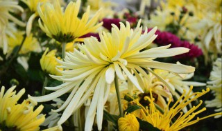 过冬菊花怎样处理 菊花过冬处理方法